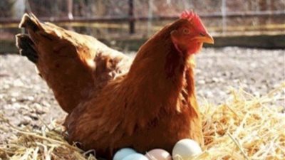 تراجع ملحوظ.. كيف تغيرت أسعار الدواجن والبيض في الأسواق اليوم؟