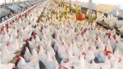 تراجع طفيف في أسعار الدواجن بالمزارع و الاسواق 