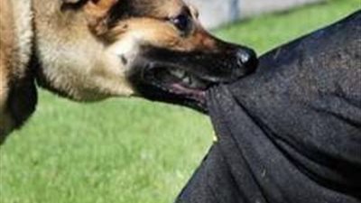 بالأسماء.. كلب مسعور يعقر مواطنين في أسيوط