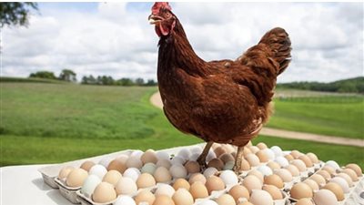 استقرار أسعار الدواجن والبيض في الأسواق المصرية اليوم