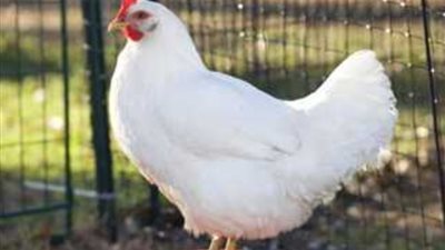 مفاجأة في أسعار الفراخ بالأسواق والمحال التجارية