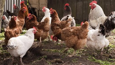 تداول أسعار الدواجن واللحوم والبيض في الأسواق المحلية