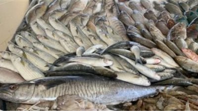 جمبري بـ 610 .. أسعار الأسماك بالأسواق التجارية