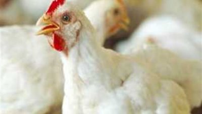 إرتفاع أسعار الدواجن بالبورصة والأسواق التجارية