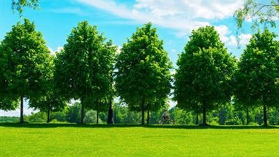 ازرع شجرة.. لا داعي للمزيد من التفكير افعلها الآن!