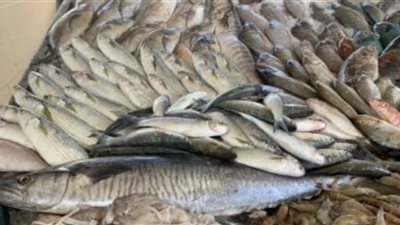 البوري بـ 140.. أسعار الأسماك بالأسواق والمحال التجارية