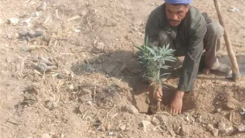 المنيا||