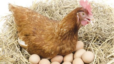 تذبذب في أسعار الدجاج والبيض.. اكتشف الأسعار