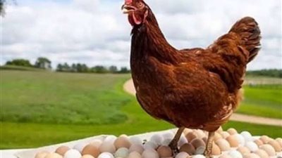 البيض يصل لـ 135جنيه.. أسعار الفراخ واللحوم والأسماك بالأسواق التجارية 