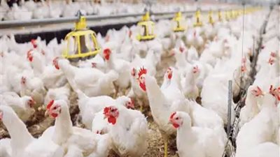 مزارعو الفراخ يقفون مذهولين: ارتفاع سعر الدواجن البلدية القياسي