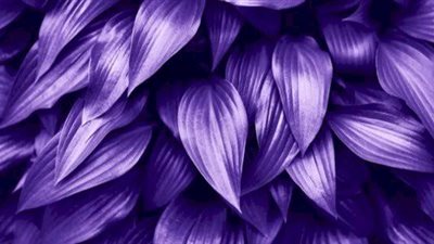 اللون الأرجواني | سر اللون الملكي المميز وجماله الساحر