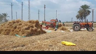 اللون الذهبي يكسو حقول محافظة الشرقية