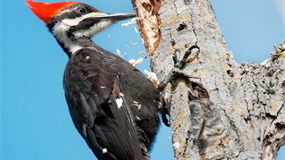 نقار الخشب| لماذا ينقر الأشجار والأخشاب؟