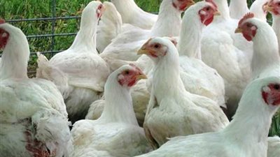 الفراخ البلدي بـ 115 جنيه.. تباين أسعار الدواجن بالأسواق التجارية 