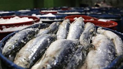 مصادرة 11 برميل أسماك فاسدة في حملة أمنية بكفر الشيخ