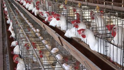 تقرير بورصة الدواجن يؤكد ثبات أسعار البيض والدواجن تواليًا