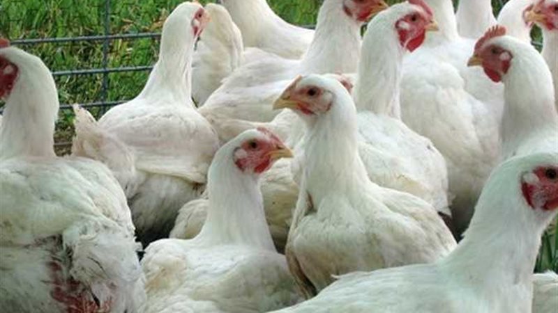 أسعار الدواجن ||الفراخ