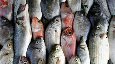 أسعار الأسماك في الأسواق اليوم الأحد 19 مايو 2024