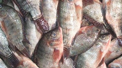 75 جنيهاً للبلطي.. استقرار في أسعار السمك بالأسواق