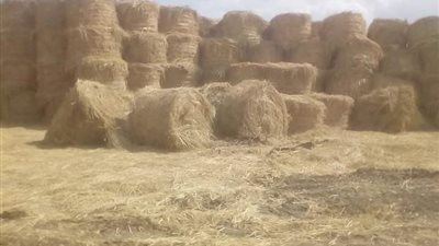 القصير يوجه بتكثيف حملات التوعية بمنظومة تجميع وتدوير قش الأرز 