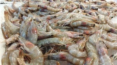 الجمبري ب100 جنية… أسعار الأسماك في سوق السمك اليوم السبت
