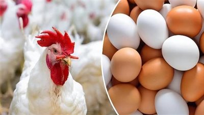البيضة بكام؟.. أسعار الدواجن في المحال التجارية والأسواق
