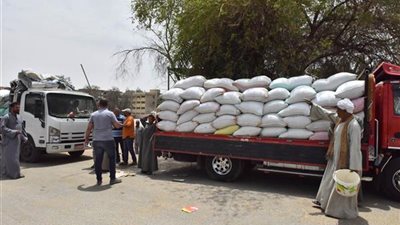 المنيا: توريد أكثر من 300 ألف طن من القمح بالشون الحكومية