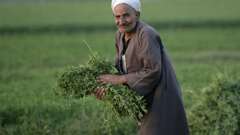 بطاقة ميزة الفلاح||elaosboa76893-1||الفلاح-المصري||بطاقة