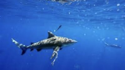 قصة الرعب.. سمكة قرش تنهي حياة سائح روسي بالغردقة