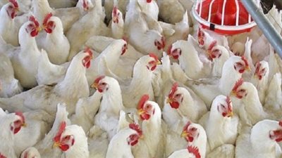 استقرار ملحوظ في أسعار الفراخ البيضاء اليوم الجمعة 31-5-2024