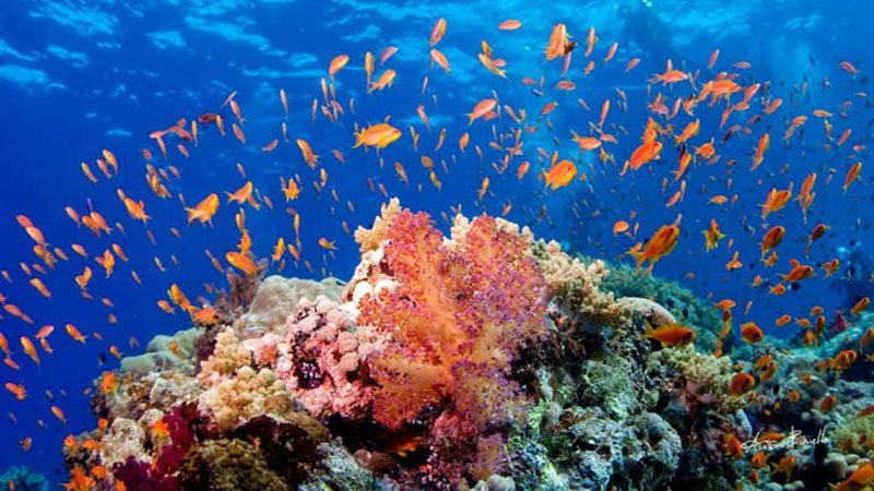 images (1)