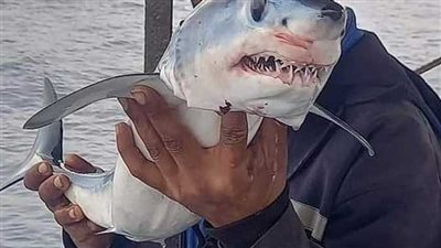 أسماك القرش..تعرف علي حقيقة ظهور سمكة القرش في الإسكندرية