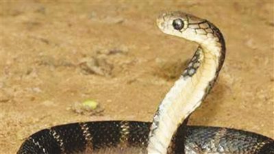 مع دخول الصيف.. إصابة شاب جراء لدغة ثعبان فى الوادى الجديد
