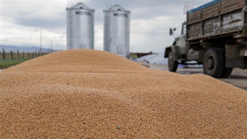 موسم توريد القمح