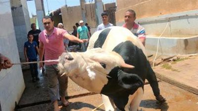 السجن 5 سنوات.. عقوبة الذبح خارج المجازر الحكومية