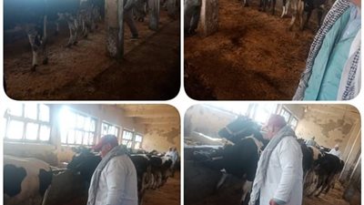 الطب البيطري بالبحيرة.. تحصين ٩٤٢١٥ رأس ماشية ضد مرضي الجلد العقدي وجدري الأغنام