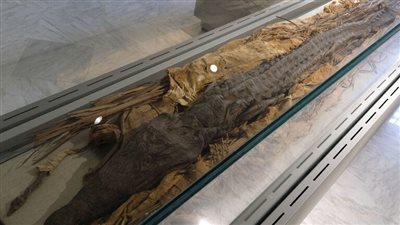 معجزات الفراعنة.. شاهد كيف حنط القدماء المصريون التماسيح