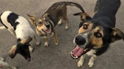 حبس قاتل الكلاب الضالة في الجيزة