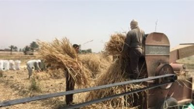 ماكينة دراس القمح تهشم جسد مزارع فى الوادي الجديد