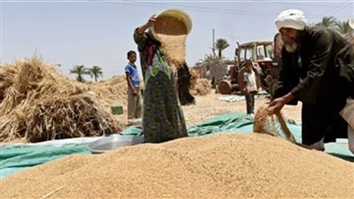 المنيا: توريد أكثر من 34 ألف طن قمح بالشون الحكومية
