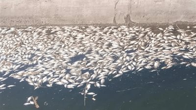 الهيئة القومية لسلامة الغذاء: لا صحة لتداول أسماك نافقة بالأسواق