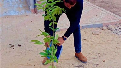 بدأ العمل على زراعة الأشجار بمحافظة المنيا ضمن مبادرة 100 مليون شجرة