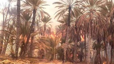 حريق هائل يلتهم أشجار النخيل فى أسوان