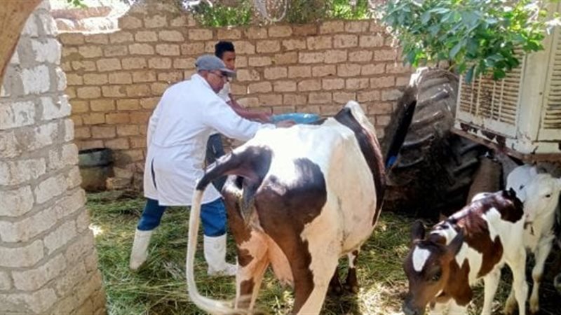 تحصين الماشية||محافظ