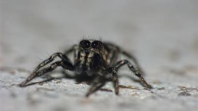 بريطانيا تحذر من غزو عناكب غير معروفة للمملكة