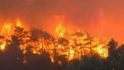 غابات تونس.. ثروة إقتصادية تحت إنذار الخطر بسبب جفاف المناخ