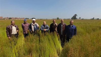 حقول إرشادية للنهوض بمحصول الكتان وزيادة الإنتاجية بالشرقية