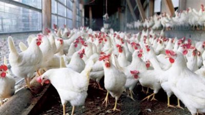 انخفاض كبير في أسعار الدواجن يثير التساؤلات