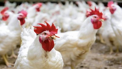 تغييرات طفيفة في سوق الدواجن البيضاء اليوم
