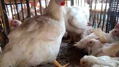 شعبه الدواجن تزف بشري ساره المواطنين اليوم